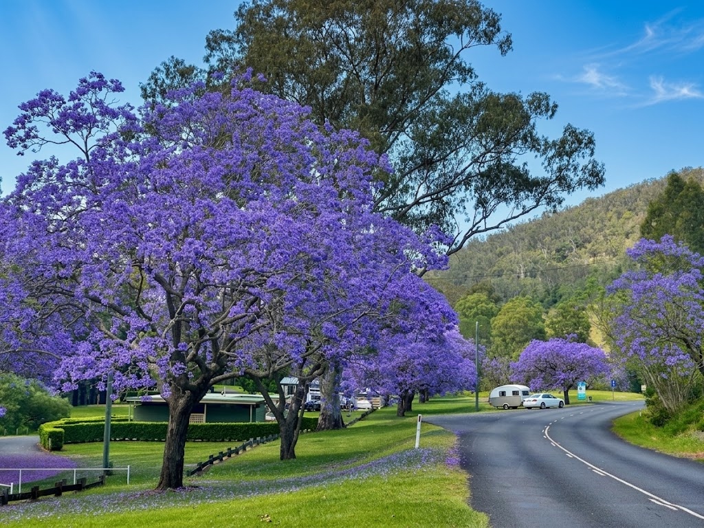 Beautiful purple Jacaranda trees blooming along a scenic country road near Esk, Somerset Region